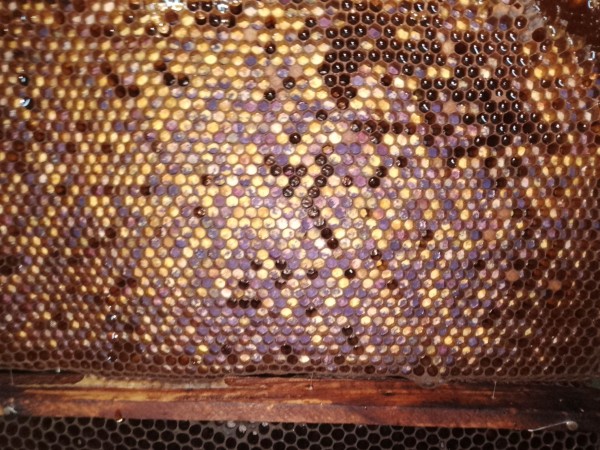 Pierzga 100 g